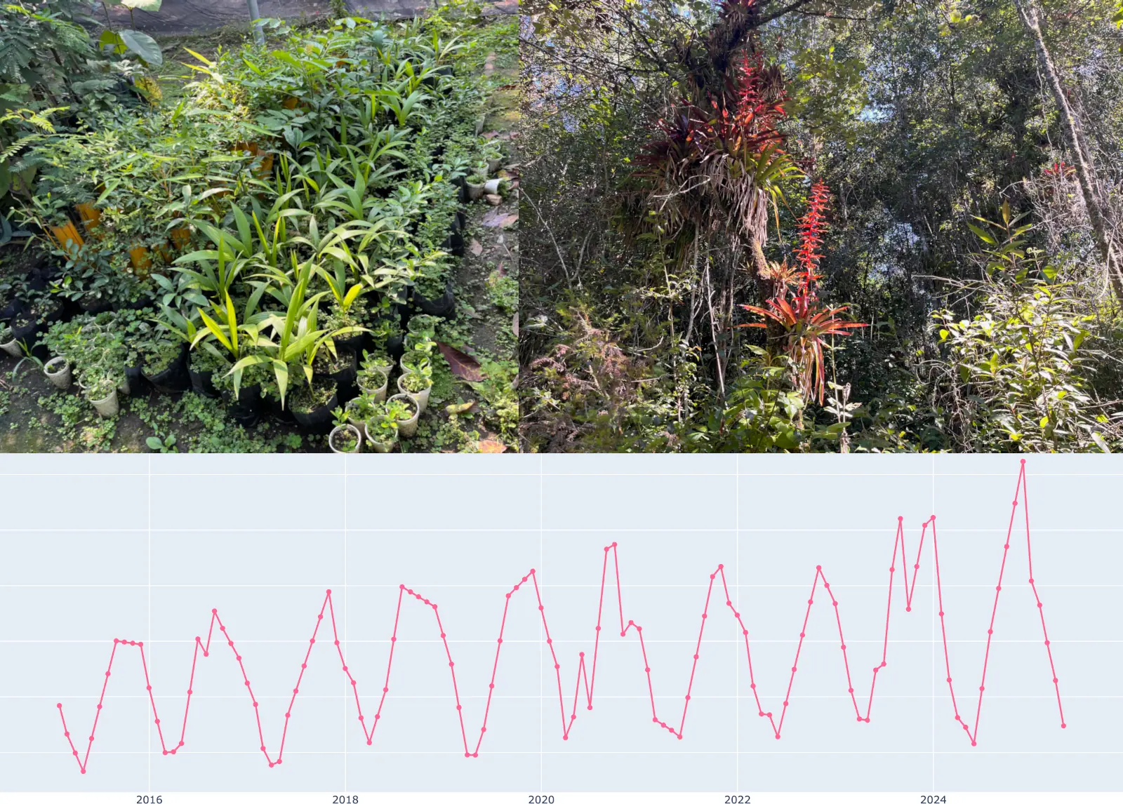 Real VerdeSat product output combining field observations with a vegetation-index time series